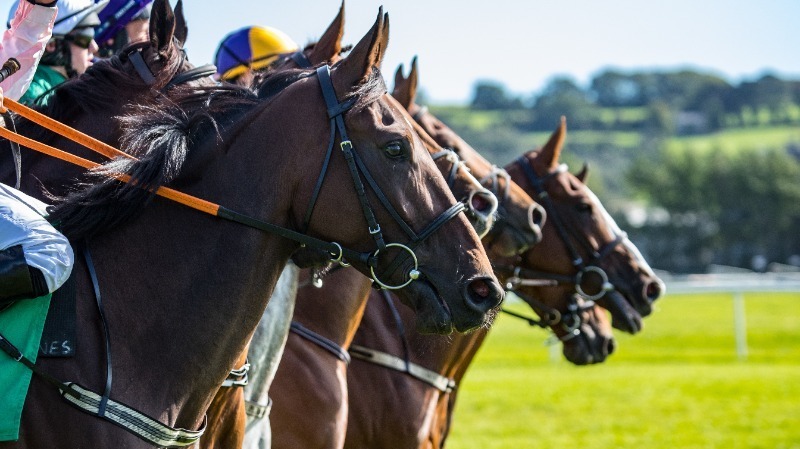 Side profile of horses on race track